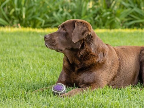 Addison’s disease in dogs